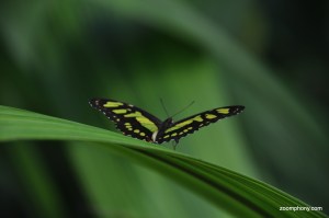 Butterfly, Papillorama, Kerzers