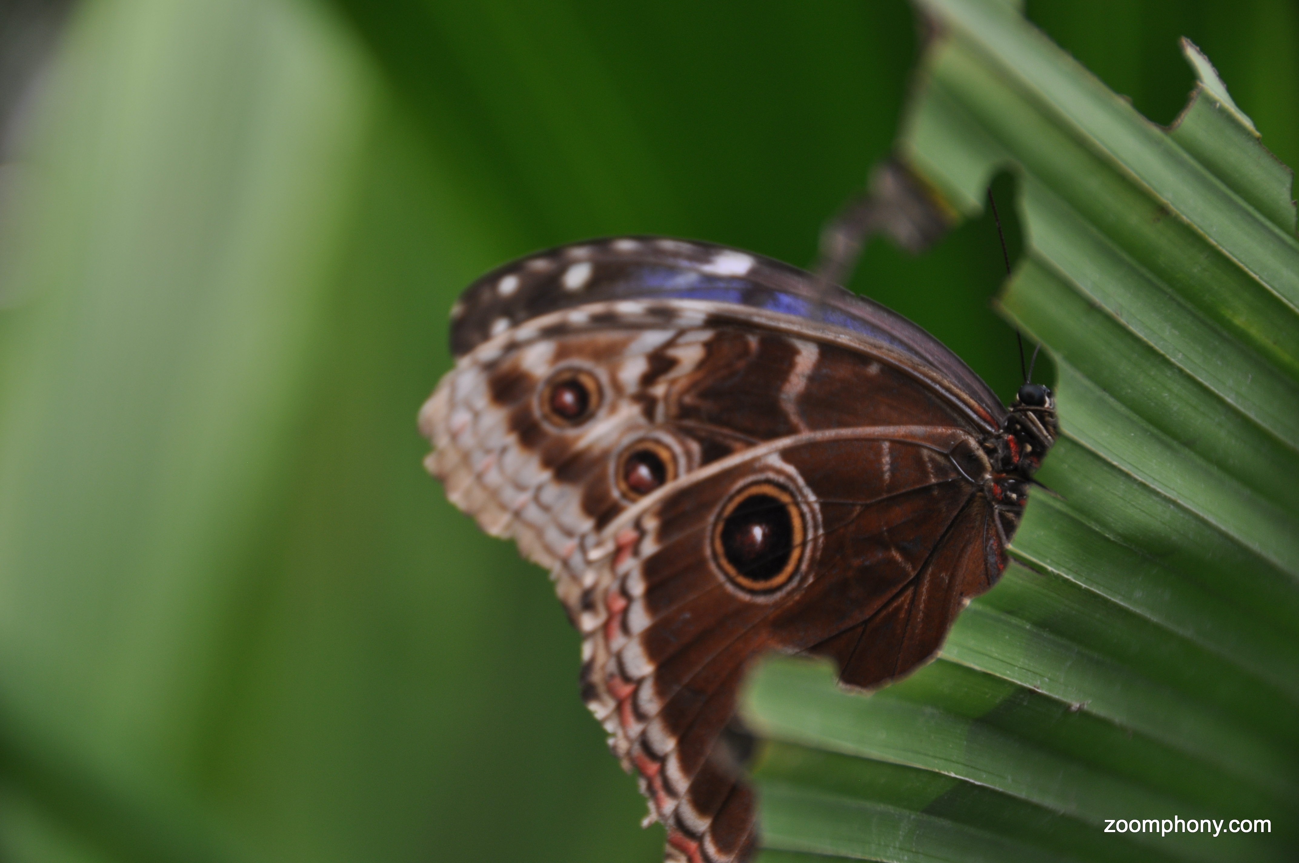 Butterfly, Papillorama, Kerzers