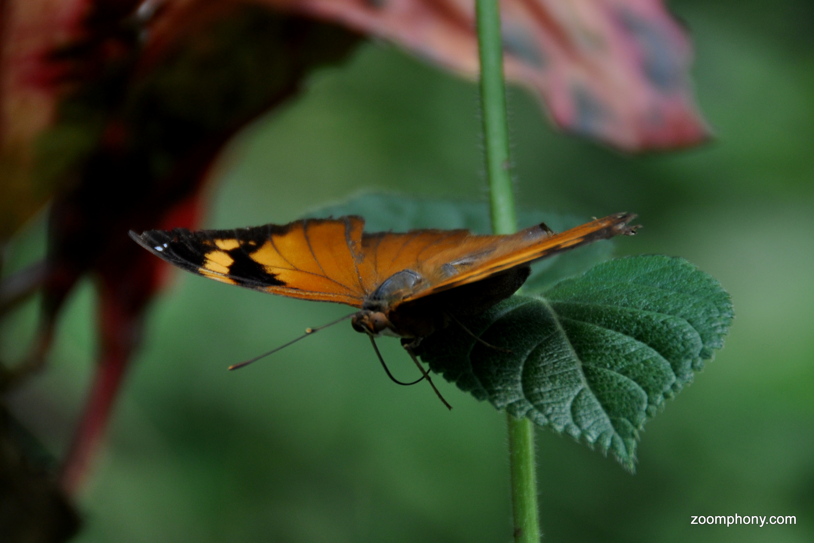 Butterfly, Papillorama, Kerzers