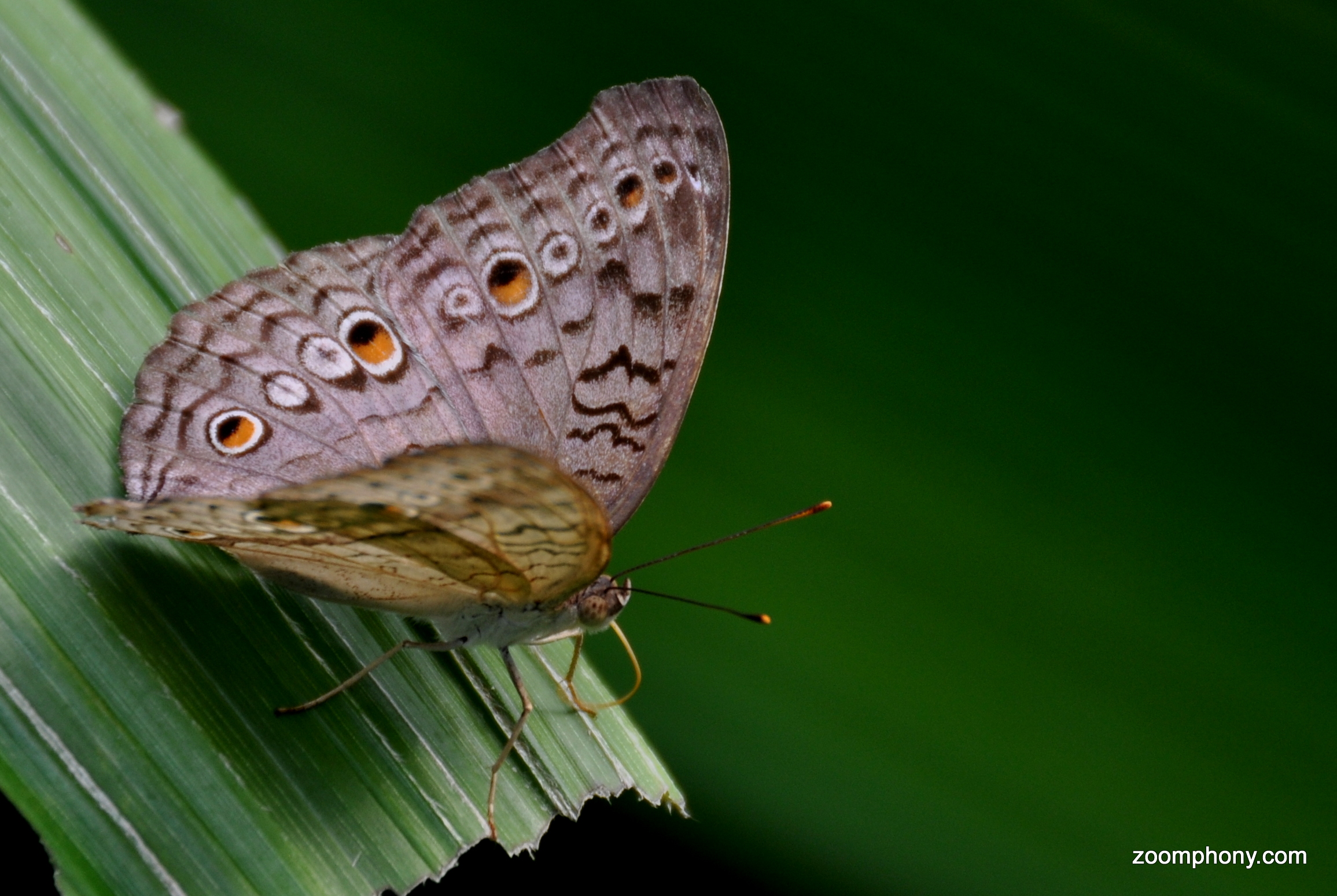 Butterfly, Papillorama, Kerzers